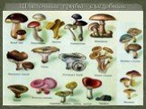 Шляпочные грибы - съедобные