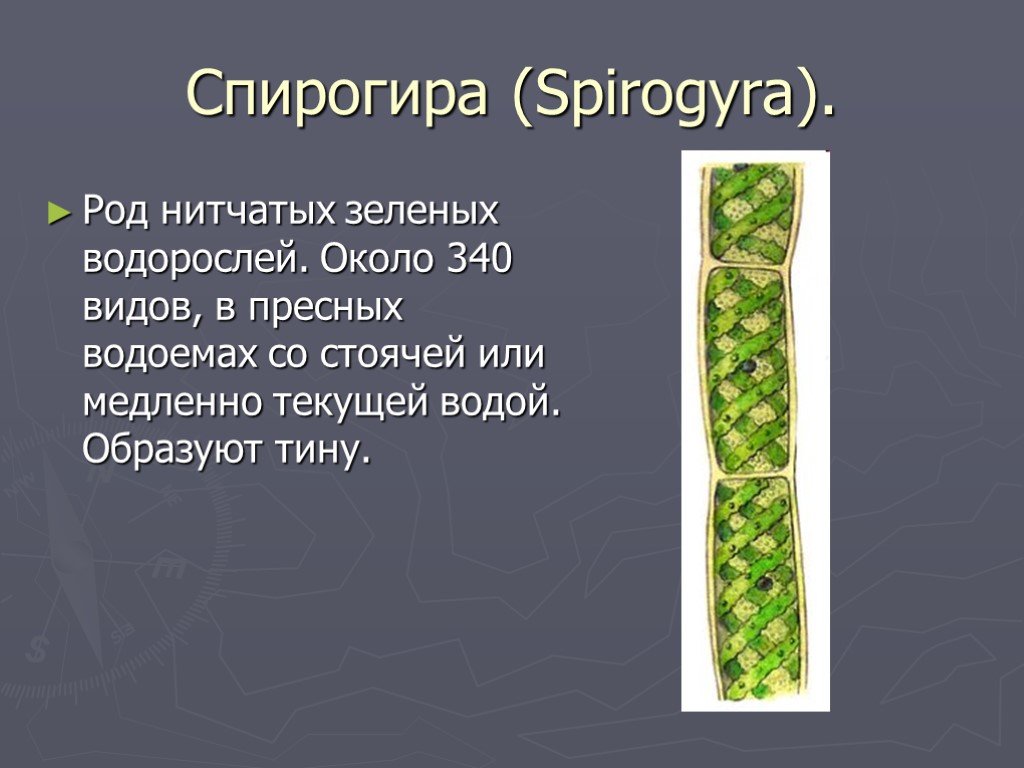 Нитчатые водоросли спирогира. Многоклеточная нитчатая зелёная водоросль спирогира. Зелёная водоросль спир. Род спирогира. Зелёные водоросли спирогира строение.