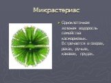 Микрастериас. Одноклеточная зеленая водоросль семейства касмариевых. Встречается в озерах, реках, ручьях, канавах, прудах.