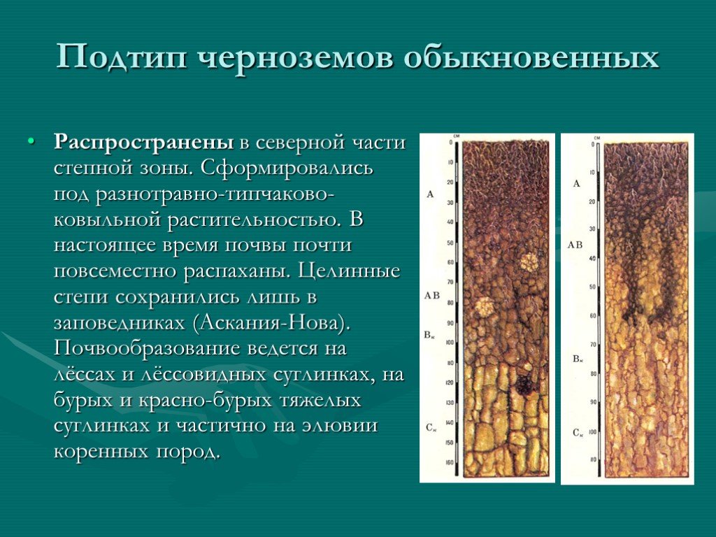 Схема строения почвенного профиля чернозема