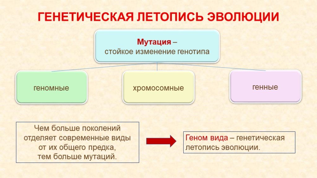 Доказательства эволюции 9 класс биология презентация