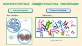 МОЛЕКУЛЯРНЫЕ СВИДЕТЕЛЬСТВА ЭВОЛЮЦИИ. Биохимия - … Генетика - … Геном человека