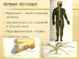 Нервная регуляция. Нервный – через нервную систему. Центральная н.с.-головной и спиной мозг Периферическая- нервы и нервные узлы.