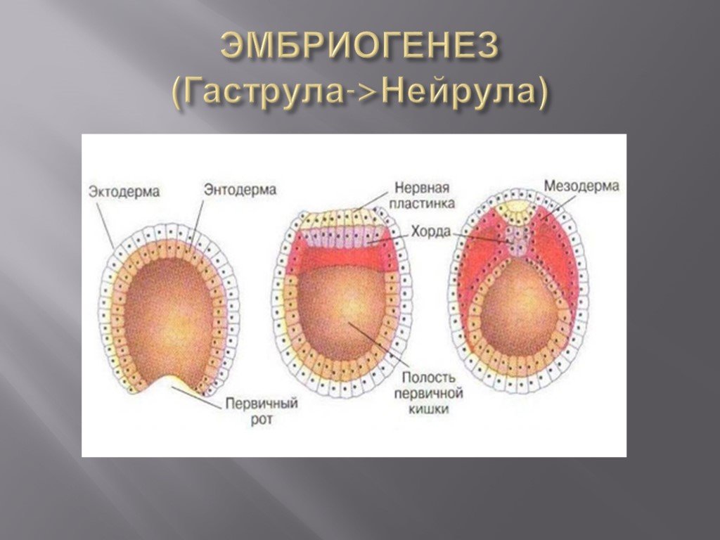 Презентация онтогенез 10 класс биология профильный уровень