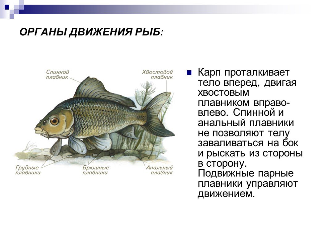 Класс рыбы плавники