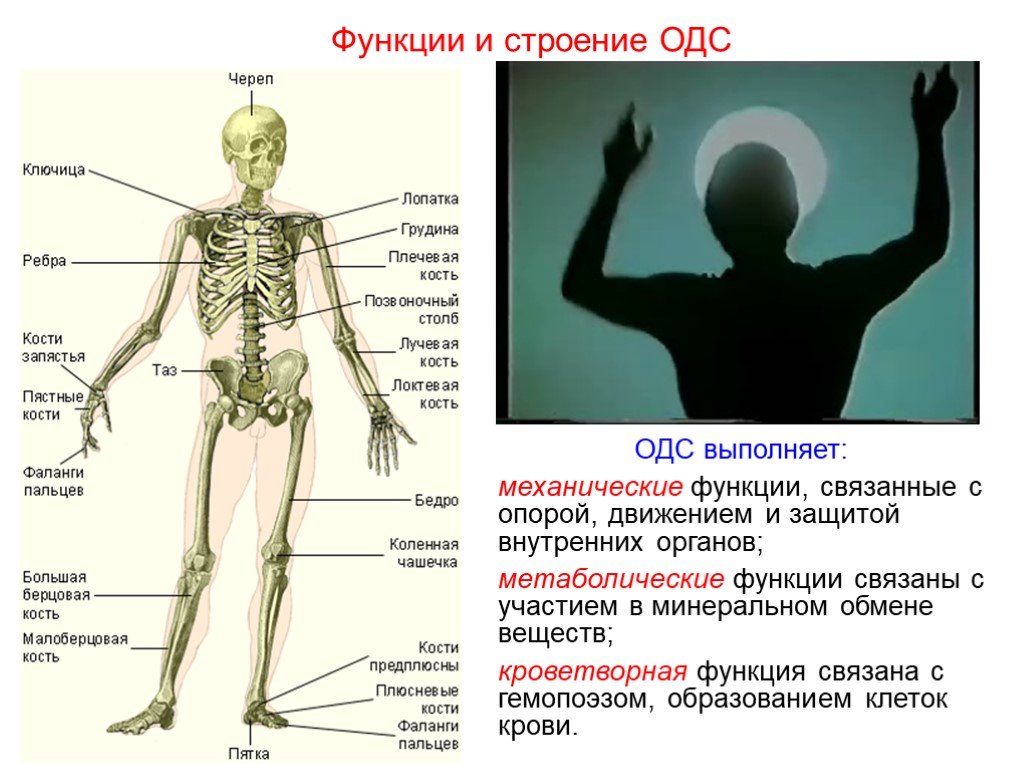 Какую роль выполняет скелет. Опорно двигательная система скелет человека анатомия. Строение скелета человека костей биология. Кости скелета биология 8 класс. Система органов опоры и движения анатомия.