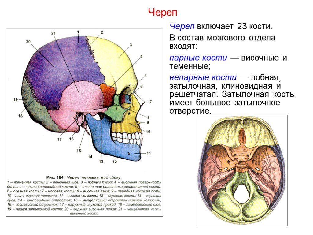 Состав кости черепа. Строение черепа мозговой и лицевой отделы. Кости мозгового черепа анатомия таблица. Кости мозгового черепа анатомия клиновидная кость. Строение парных костей мозгового отдела черепа..