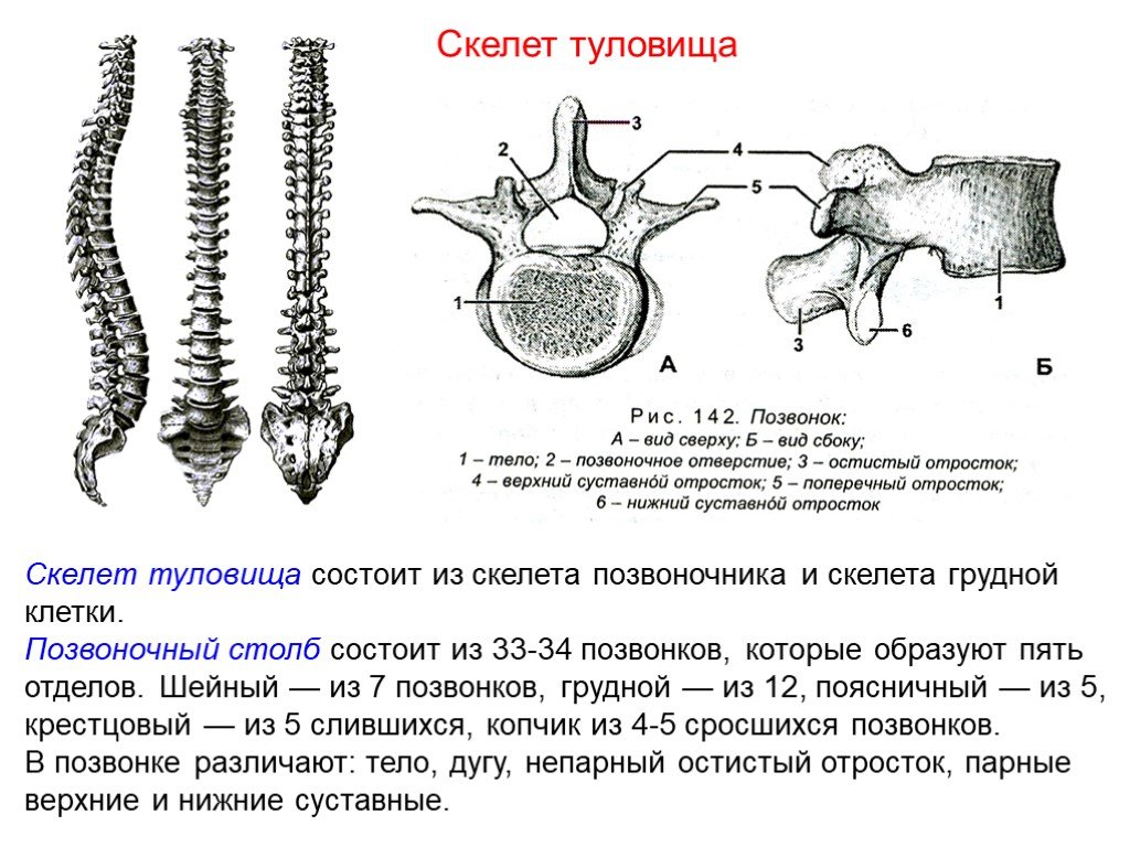 Особенности соединений скелета. Скелет туловища позвонки биология 8 класс. Скелет туловища. Позвоночник, грудная клетка соединение костей. Анатомия позвоночного столба строение позвонков. Схема строения грудного позвонка вид сбоку.