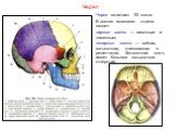 Череп включает 23 кости. В состав мозгового отдела входят: парные кости — височные и теменные; непарные кости — лобная, затылочная, клиновидная и решетчатая. Затылочная кость имеет большое затылочное отверстие. Череп