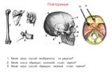 Какие виды костей изображены на рисунке? Какие кости образуют мозговой отдел черепа? Какие виды костей образуют лицевой отдел черепа? 9 10