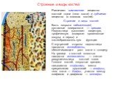 Строение и виды костей. Различают компактное вещество костной ткани (тело кости) и губчатое вещество (в головках костей). Строение и виды костей: Кость покрыта надкостницей, суставные поверхности — хрящом. Надкостница выполняет защитную, трофическую (содержит кровеносные сосуды и нервы) и костеобраз