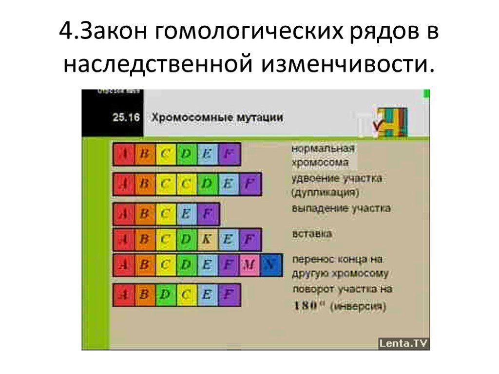 Закон вавилова о гомологических рядах наследственной изменчивости презентация