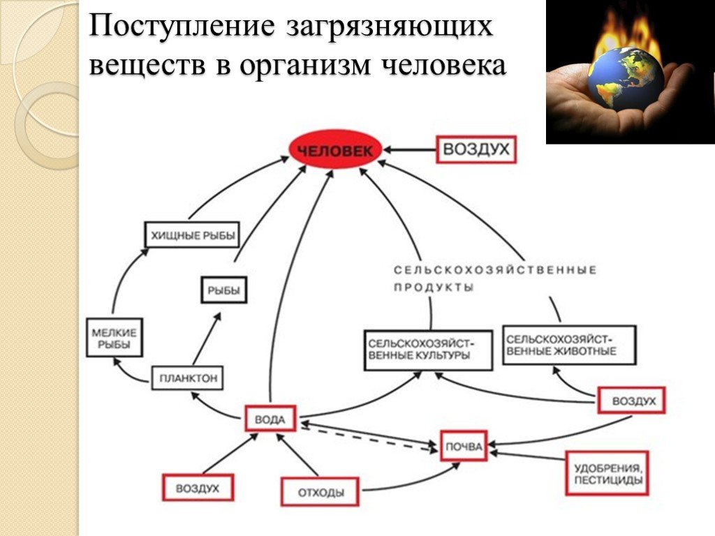 Вещества поступающие в организм. Пути поступления загрязнителей в организм человека. Поступление в организм загрязняющих веществ в организм человека. Модель поступления загрязняющих веществ в организм человека. Схема пути поступления загрязняющих веществ в организм человека.