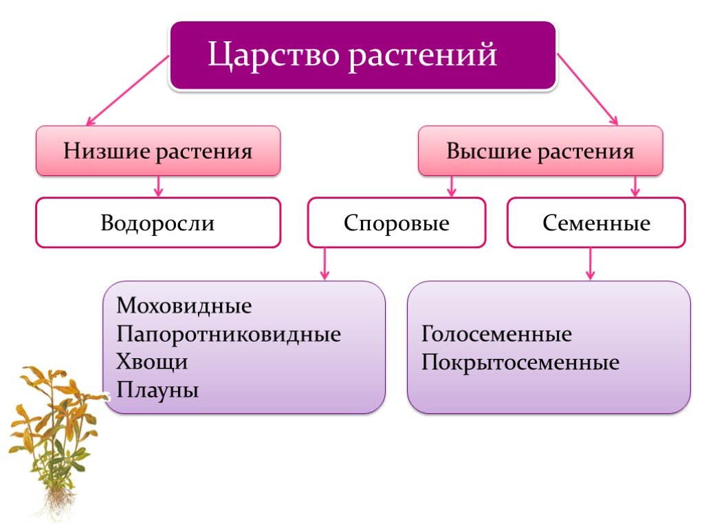 Таблица низшие растения. Высшие споровые растения 5 класс схема. Растения низшие и высшие схема. Царство растений низшие и высшие растения. Низшие высшие споровые семенные растения.