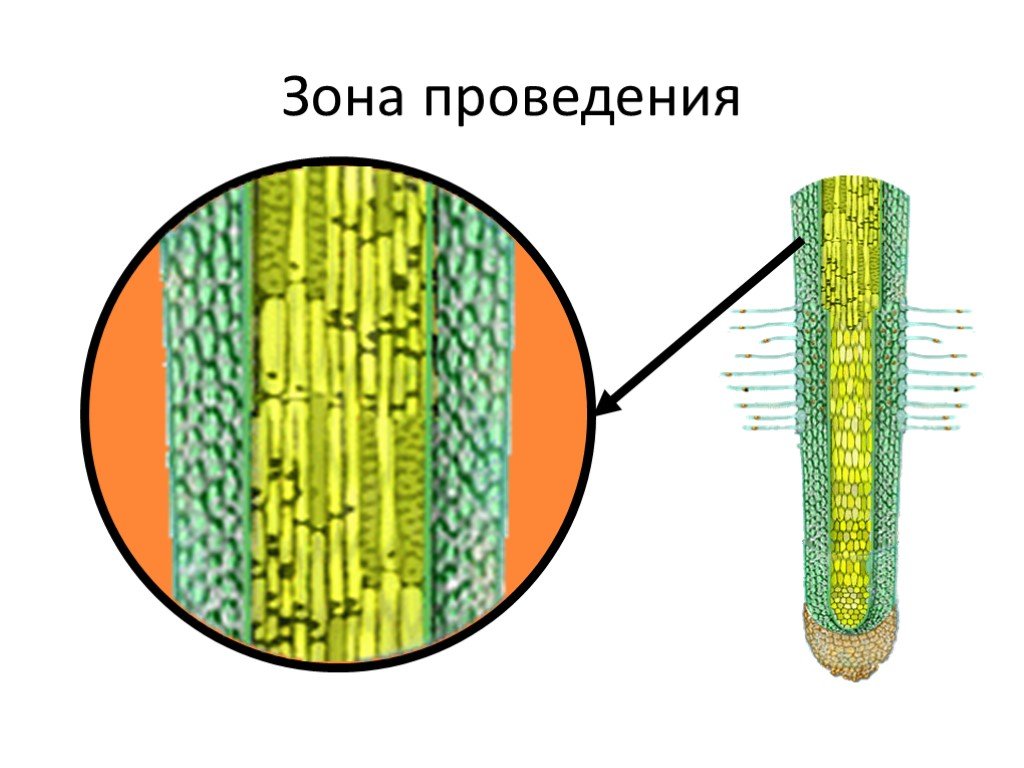 Клетки зоны деления корня. Зона проведения корня. Зона проведения у растений. Зона проведения корня фото. Корневые волоски под микроскопом.