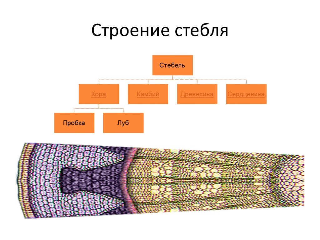 Строение коры стебля. Строение стебля и транспорт веществ. Строение стебля волоса. Строение стебля и транспорт веществ 6 класс.