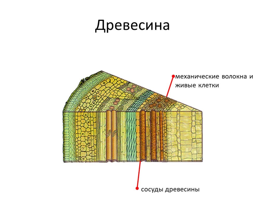 Древесина ткань и функции. Кора кожица Луб лубяные волокна. Строение стебля древесина Луб. Кора Луб лубяные волокна ситовидные трубки. Стебель кора камбий древесина.