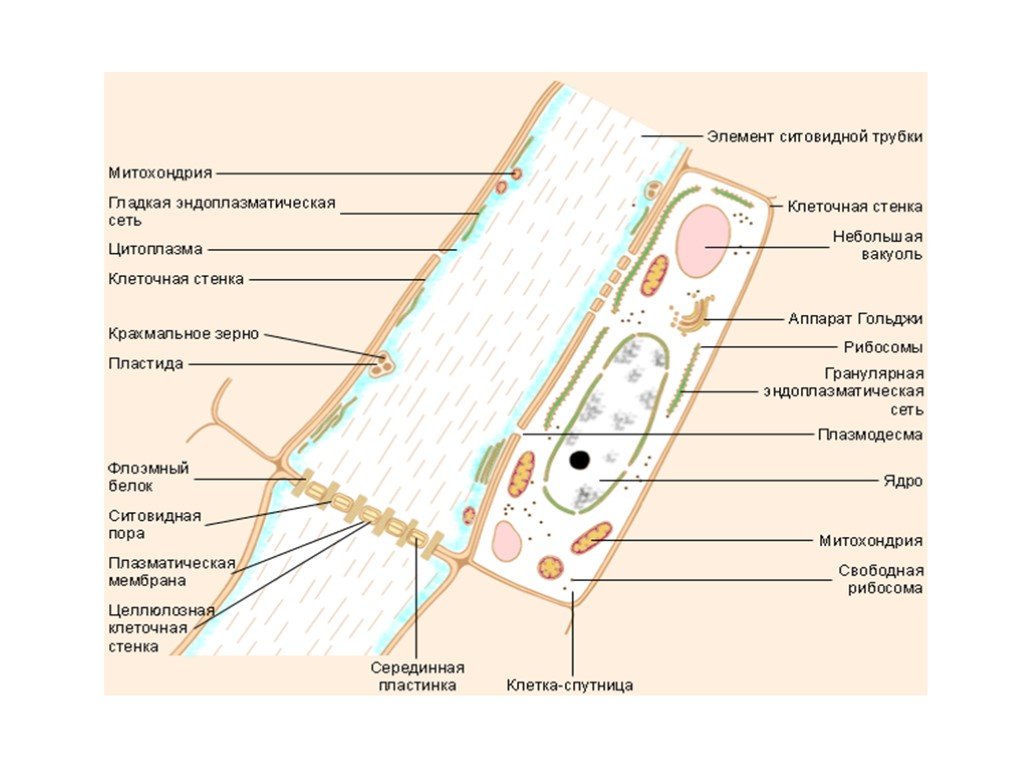 Где луб и из каких он клеток. Ситовидные трубки и клетки-спутницы. Строение ситовидных трубок растения. Ситовидные клетки растений. Клетки спутники ситовидных трубок.