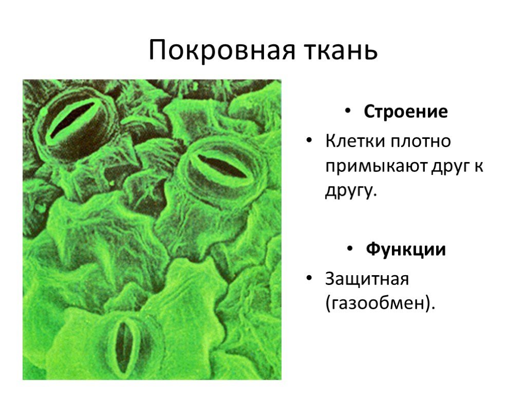 Покровная ткань строение. Покровная ткань устьица. Покровная ткань строение клетки. Функции устьиц. Строение покровной ткани.