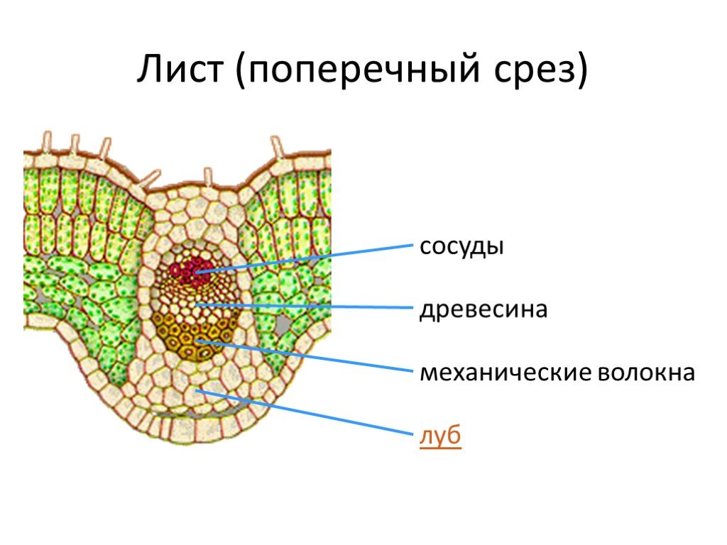 Флоэма расположена. Поперечный срез листовой пластинки фикуса. Строение листа двудольного растения поперечный срез. Поперечный срез листа камелии. Поперечный срез листовой пластинки.