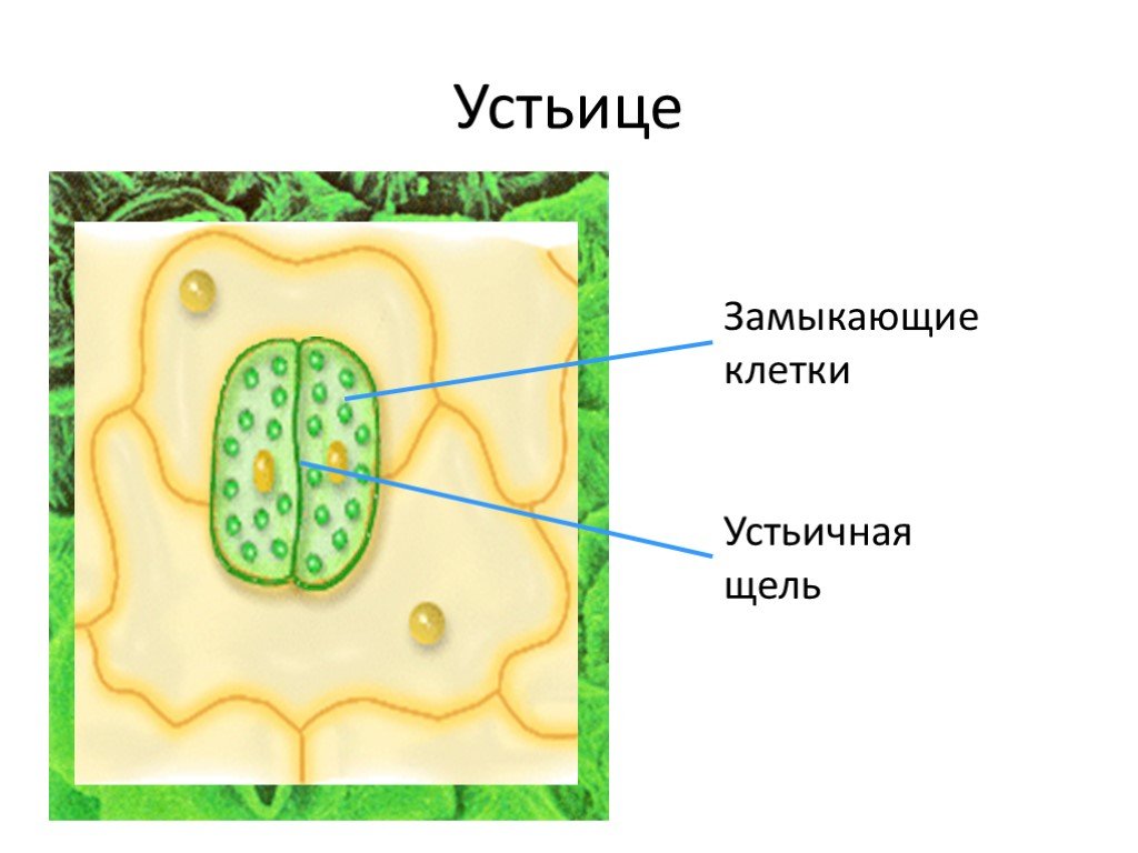 Какие клетки листа растения обозначены на рисунке цифрой 1