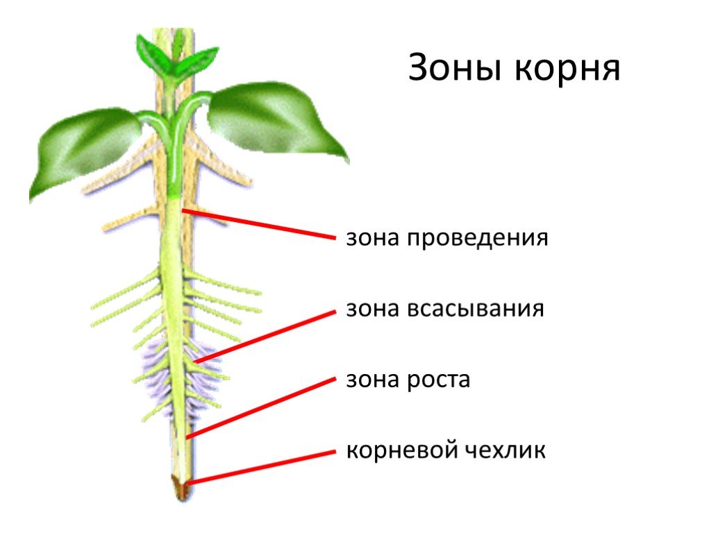 Из какой ткани состоит корень. Зоны корня биология. Зоны корня корневой чехлик и корневые волоски. Зоны корня корневой чехлик. Зоны корня схема.