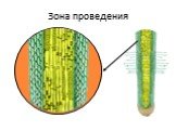 Зона проведения