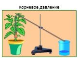 Корневое давление