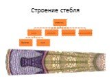 Строение стебля