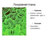 Покровная ткань. Строение Клетки плотно примыкают друг к другу. Функции Защитная (газообмен).