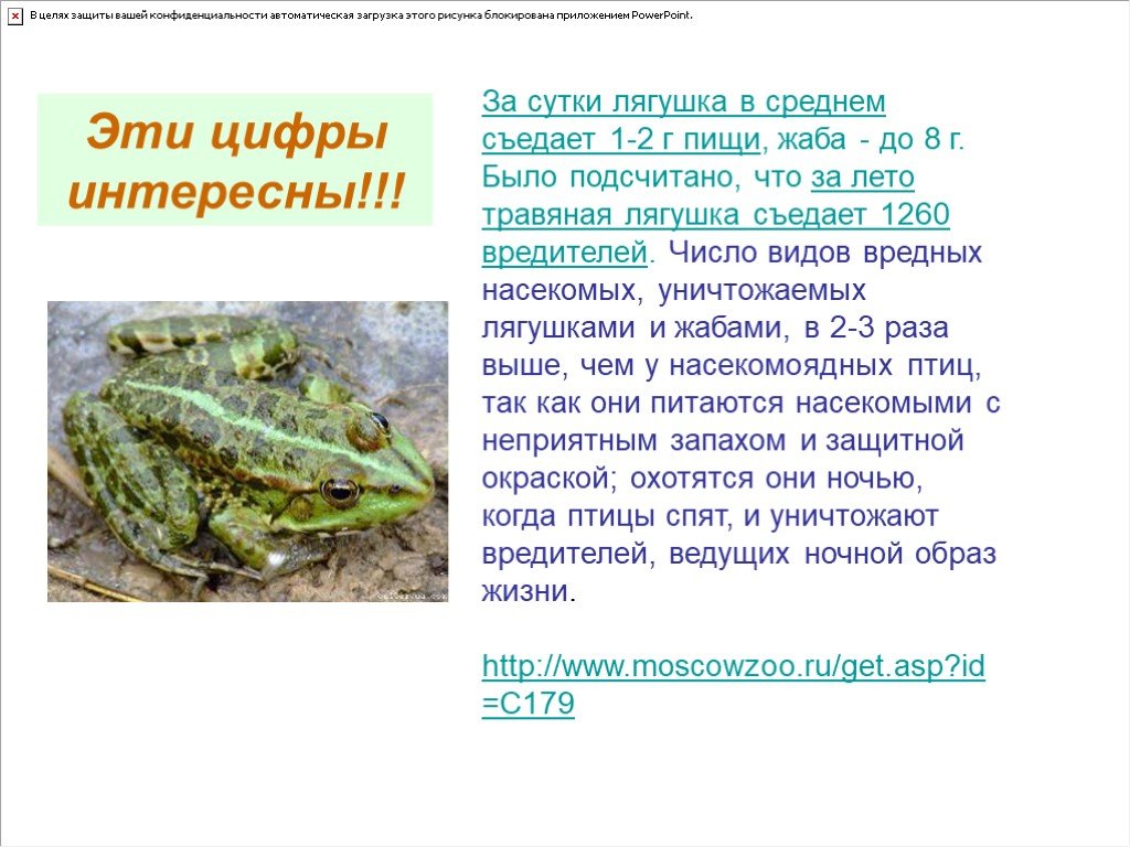 Приспособление лягушки к жизни. Травяная лягушка описание. Краткое сообщение о травяной лягушке. Питание лягушки лягушки. Травяная лягушка сообщение.