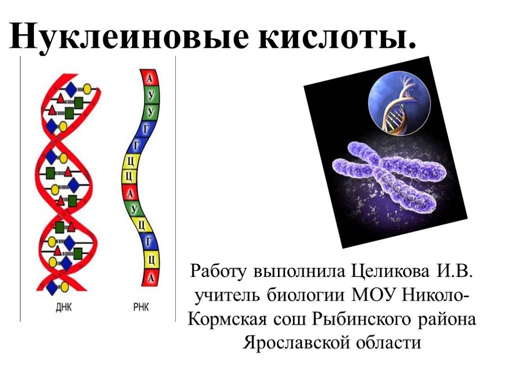 Нуклеиновые кислоты и жизнь. Нуклеиновые кислоты. Нуклеиновые кислоты ДНК И РНК. Нуклеиновые кислоты презентация. Нуклеиновые кислоты фото.