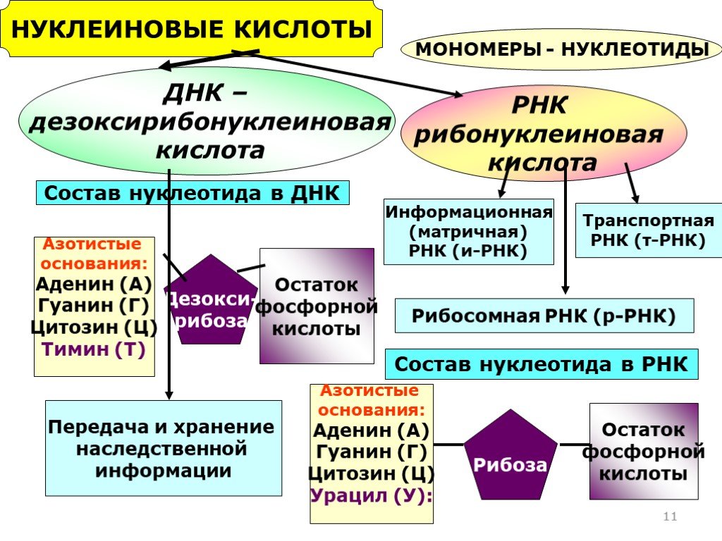 Классификация нуклеиновых кислот схема