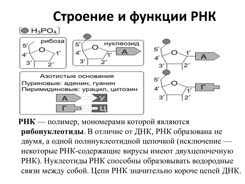 Строение и функции рнк. Строение и функции РНК кратко. Структура и функции РНК. РНК строение и функции. Строение мономера РНК.