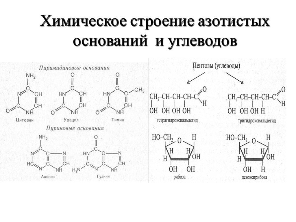 Углевод днк. Химическое строение азотистых оснований. Химическое строение азотных оснований. Строение азотистых оснований и пентоз. Классификация азотистых оснований.