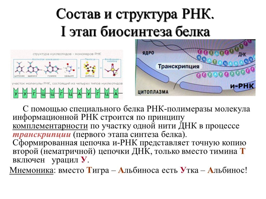 Роль рнк в биосинтезе. Биосинтез белка принцип комплементарности. Роль в биосинтезе белка РНК полимеразы. Биосинтез белка цепочка ДНК. Биосинтез белка этапы по нуклеотидам и РНК на ДНК.
