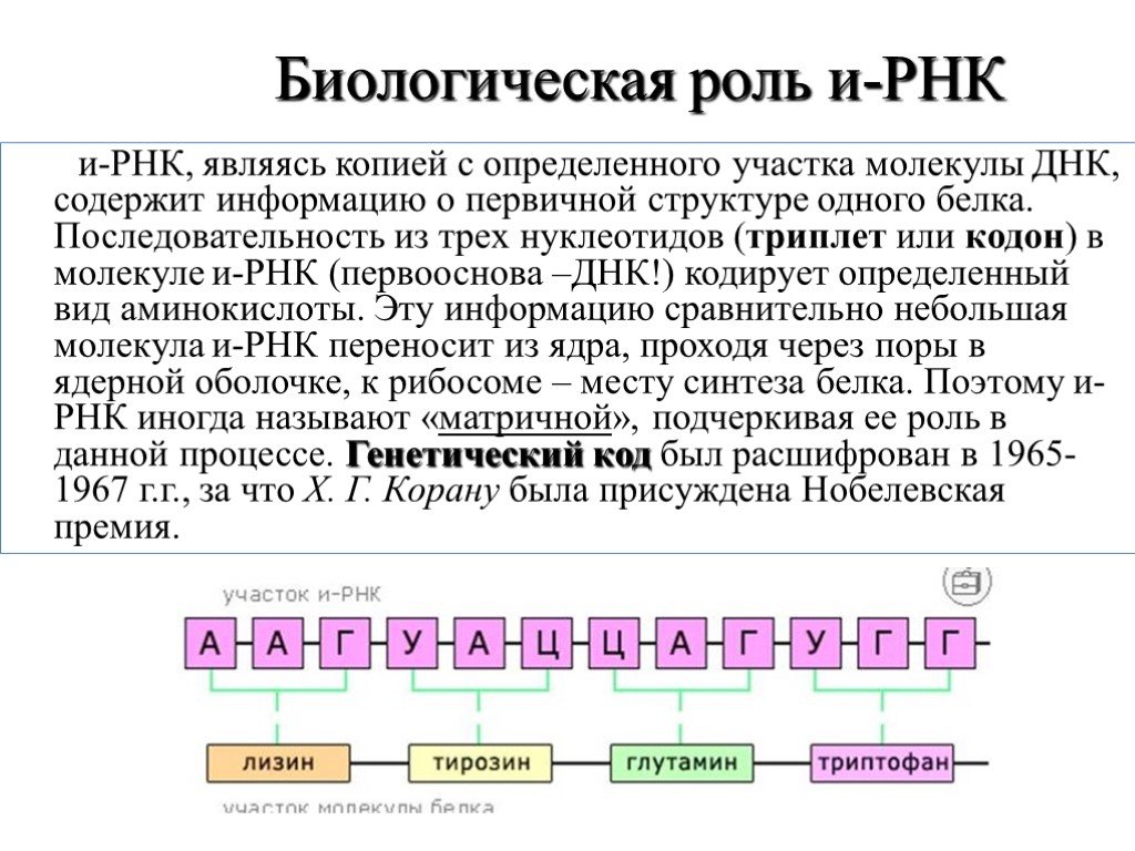 Структура белка закодирована в молекуле днк. Биологическая роль РНК кратко. Биологическая роль и структура РНК. 9. Строение и биологическая роль РНК. Биологическая рольрнгк.