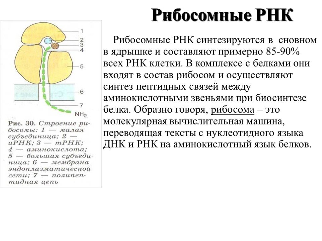 Рибосомная рнк структура. Рибосомная РНК. Рибосомальная РНК синтезируется. Рибосомная РНК функции. Рибосомная РНК строение.