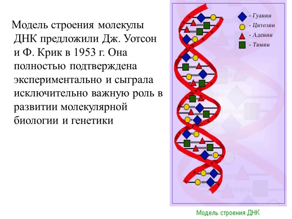 Значение молекул днк. Модель ДНК по Уотсону и крику. Модель молекулы ДНК Уотсона и крика. Строение ДНК модель Уотсона крика. Молекула ДНК Уотсон и крик.
