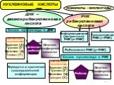 НУКЛЕИНОВЫЕ КИСЛОТЫ. МОНОМЕРЫ - НУКЛЕОТИДЫ. ДНК – дезоксирибонуклеиновая кислота. РНК рибонуклеиновая кислота. Состав нуклеотида в ДНК. Состав нуклеотида в РНК. Азотистые основания: Аденин (А) Гуанин (Г) Цитозин (Ц) Урацил (У): Рибоза. Остаток фосфорной кислоты. Азотистые основания: Аденин (А) Гуани