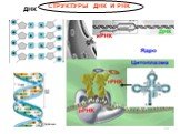 СТРУКТУРЫ ДНК И РНК. ДНК