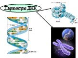 Параметры ДНК