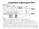 Строение и функции РНК. РНК — полимер, мономерами которой являются рибонуклеотиды. В отличие от ДНК, РНК образована не двумя, а одной полинуклеотидной цепочкой (исключение — некоторые РНК-содержащие вирусы имеют двухцепочечную РНК). Нуклеотиды РНК способны образовывать водородные связи между собой. 