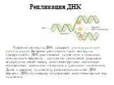 Репликация ДНК. Удвоение молекулы ДНК называют репликацией или редупликацией. Во время репликации часть молекулы «материнской» ДНК расплетается на две нити с помощью специального фермента , причем это достигается разрывом водородных связей между комплементарными азотистыми основаниями: аденином —тим