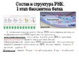 Состав и структура РНК. I этап биосинтеза белка. С помощью специального белка РНК-полимеразы молекула информационной РНК строится по принципу комплементарности по участку одной нити ДНК в процессе транскрипции (первого этапа синтеза белка). Сформированная цепочка и-РНК представляет точную копию втор