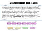 Биологическая роль и-РНК. и-РНК, являясь копией с определенного участка молекулы ДНК, содержит информацию о первичной структуре одного белка. Последовательность из трех нуклеотидов (триплет или кодон) в молекуле и-РНК (первооснова –ДНК!) кодирует определенный вид аминокислоты. Эту информацию сравнит