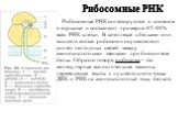 Рибосомные РНК. Рибосомные РНК синтезируются в сновном в ядрышке и составляют примерно 85-90% всех РНК клетки. В комплексе с белками они входят в состав рибосом и осуществляют синтез пептидных связей между аминокислотными звеньями при биосинтезе белка. Образно говоря, рибосома – это молекулярная выч