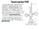 Транспортные РНК. РНК, доставляющие аминокислоты к рибосоме в процессе синтеза белка, называются транспортными. Эти небольшие молекулы, форма которых напоминает лист клевера, несут на своей вершине последовательность из трех нуклеотидов. С их помощью т-РНК будут присоединяться к кодонам и-РНК по при