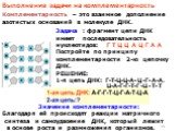 Выполнение задачи на комплементарность. Комплементарность – это взаимное дополнение азотистых оснований в молекуле ДНК. Задача : фрагмент цепи ДНК имеет последовательность нуклеотидов: Г Т Ц Ц А Ц Г А А Постройте по принципу комплементарности 2-ю цепочку ДНК. РЕШЕНИЕ: 1-я цепь ДНК: Г-Т-Ц-Ц-А-Ц-Г-А-А