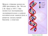 Модель строения молекулы ДНК предложили Дж. Уотсон и Ф. Крик в 1953 г. Она полностью подтверждена экспериментально и сыграла исключительно важную роль в развитии молекулярной биологии и генетики